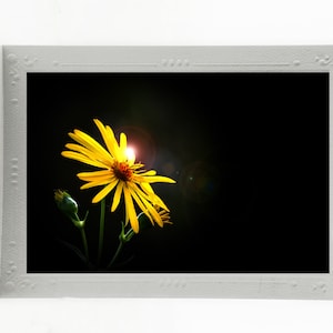 Le pouvoir des fleurs ; Cartes de correspondance vierges beaux-arts ; Lot de 3 cartes de vœux pour toutes les occasions ; Photos d'art montées