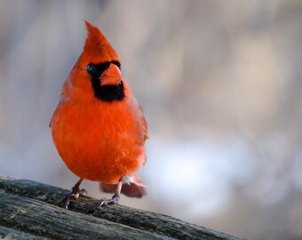 Cardinal Portrait; Wildlife; Red Cardinal; Nature Photography; Red Decor; Fine Art Photography