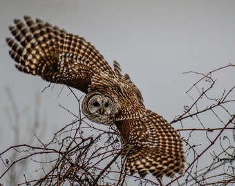Owl Love; Wildlife; Barred Owl; Nature&#39;s Best; Fine Art Photography