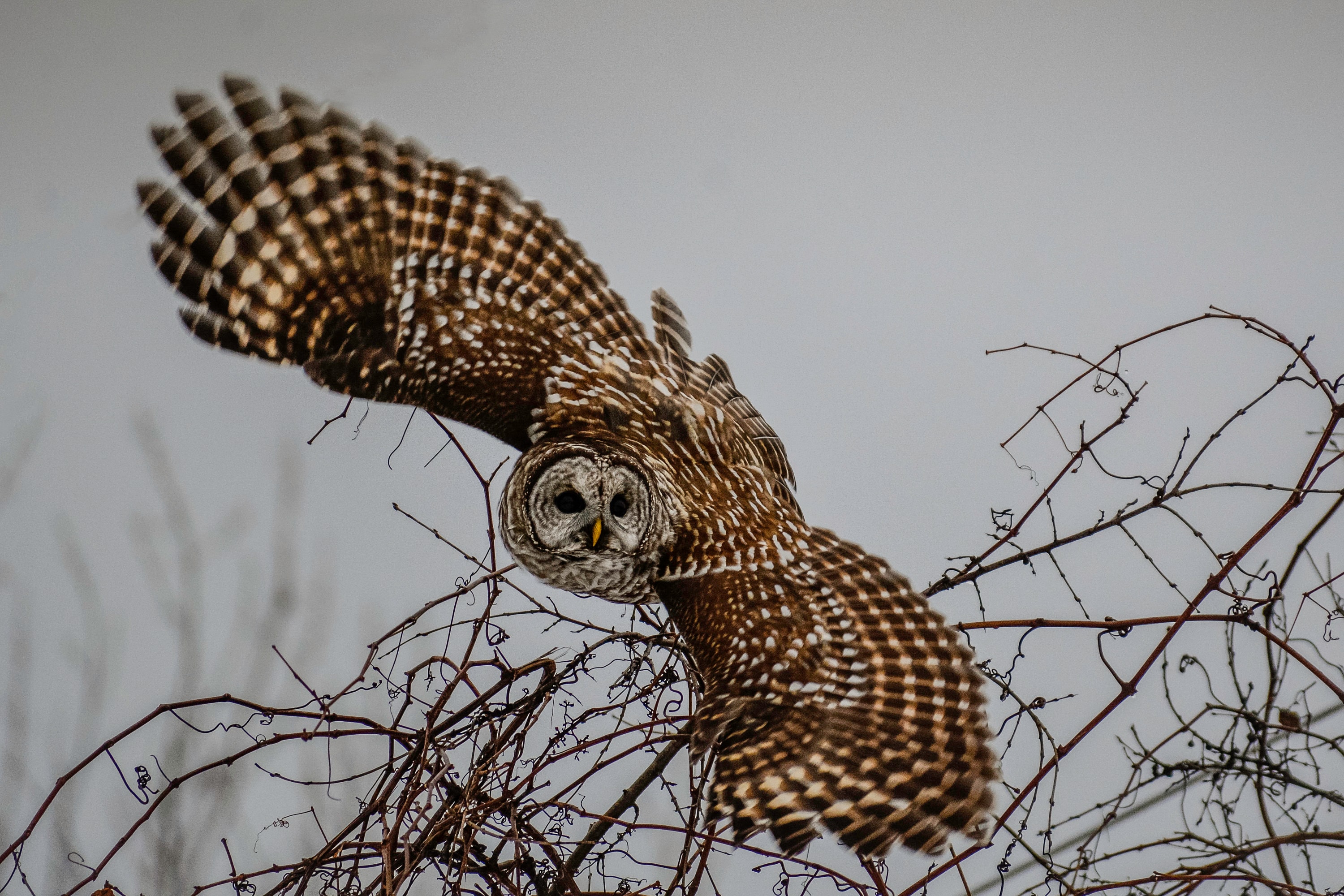 Barred Owl Photography Print, Snowy Wildlife Art