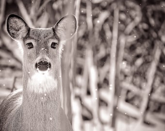 Beautiful Doe; Wildlife; Deer; Nature's Best; Fine Art Print; Decor