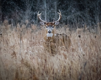 Handsome Buck; Wildlife; Deer; Nature&#39;s Best; Nature Photography