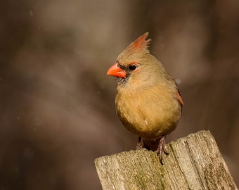 Female Cardinal Portrait; Wildlife;Northern Cardinal; Nature Photography; Red Decor; Fine Art Photography