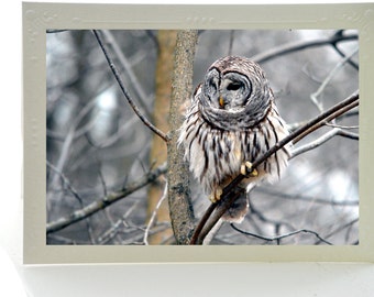 Fine Art Blank Note Cards; Set of 3; Barred Owl; Mounted Art Photos; Custom Orders Available