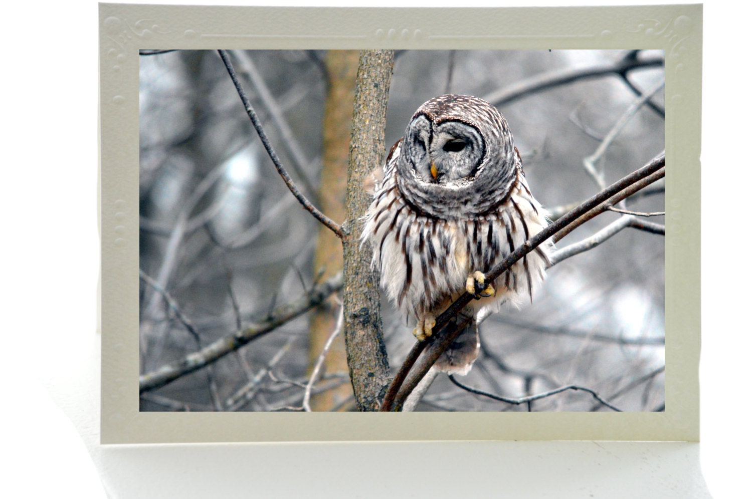 Barred Owl Art Photo Note Cards, Set of 3