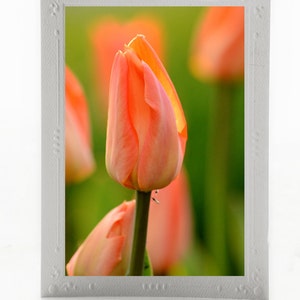 Cartes de correspondance vierges beaux-arts ; Tulipes en fleurs ; Lot de 3 cartes de voeux ; photos artistiques montées ; Commandes personnalisées disponibles