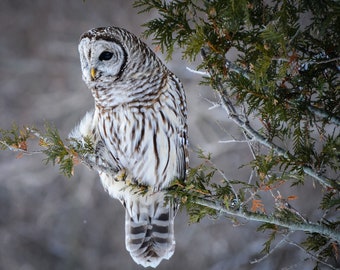 Snowy Day; Owl Love; Wildlife; Barred Owl; Nature&#39;s Best; Fine Art Photography