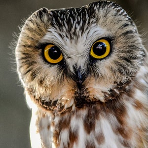 Owl Love; Wildlife; Saw Whet Owl; Nature&#39;s Best; Bird; Fine Art Photography