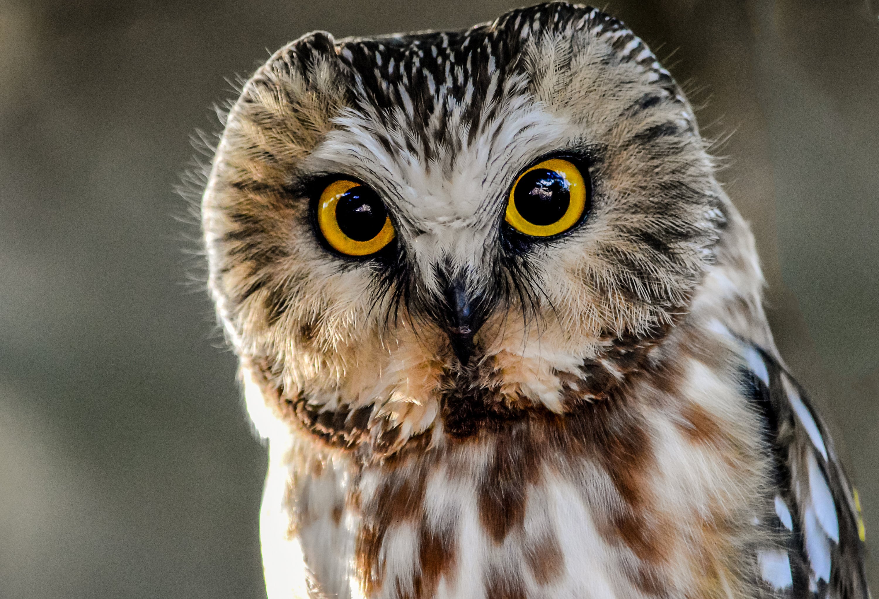 Saw-Whet Owl Photography Print, Wildlife Fine Art