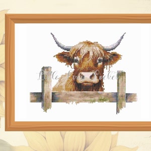 Op de afbeelding: Een bruine en witte Highland koe met lange hoorns kijkt over een houten hek. De koe heeft een pluche bruine vacht en een wit gezicht.