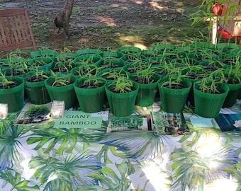 Piantine di bamboo