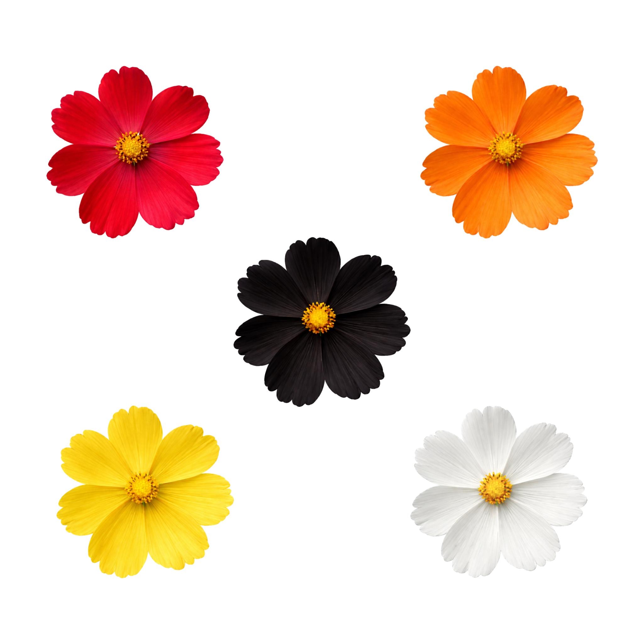 5 Flower Png Bundle, Floral Clipart Designs, Digital Download