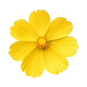 以下が含まれることがあります： 鮮やかな黄色のコスモスの花。8枚の幅広で丸みを帯びた花びらには繊細な縦筋が入っており、中央には多数の雄しべと雌しべが密集した、質感のある濃い黄色の花芯があります。