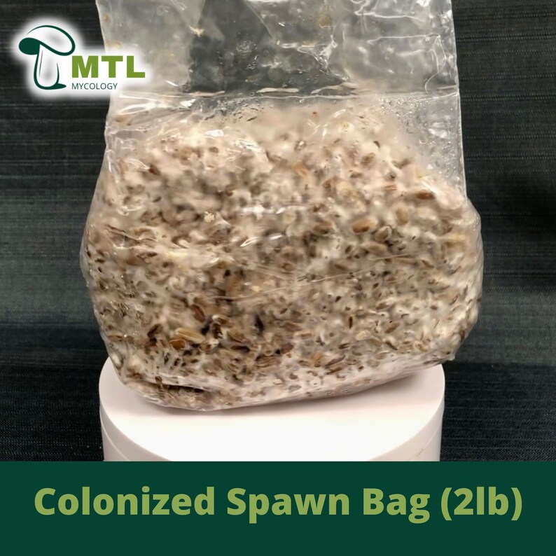 Colonized Mycology Spawn Bag 2lb Bag Etsy Canada