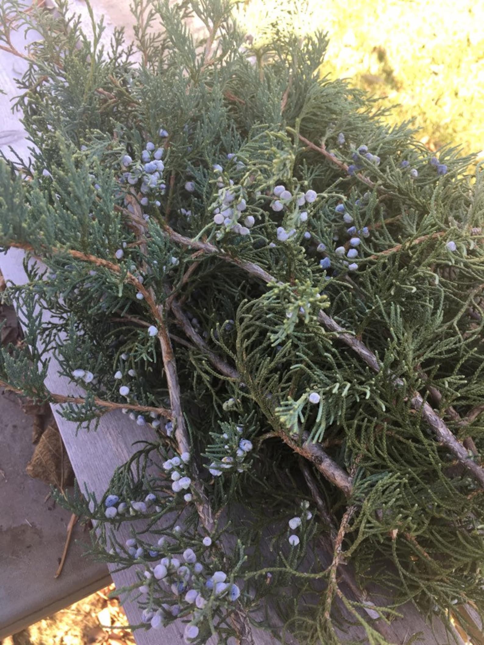 Twelve Fresh Cut Juniper Branches With Blue Berries. Natural Etsy