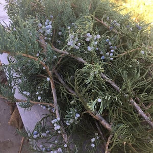 Twelve fresh cut Juniper Branches with blue berries.  Natural branches for holiday decorating and crafting.  Christmas branches, vase filler