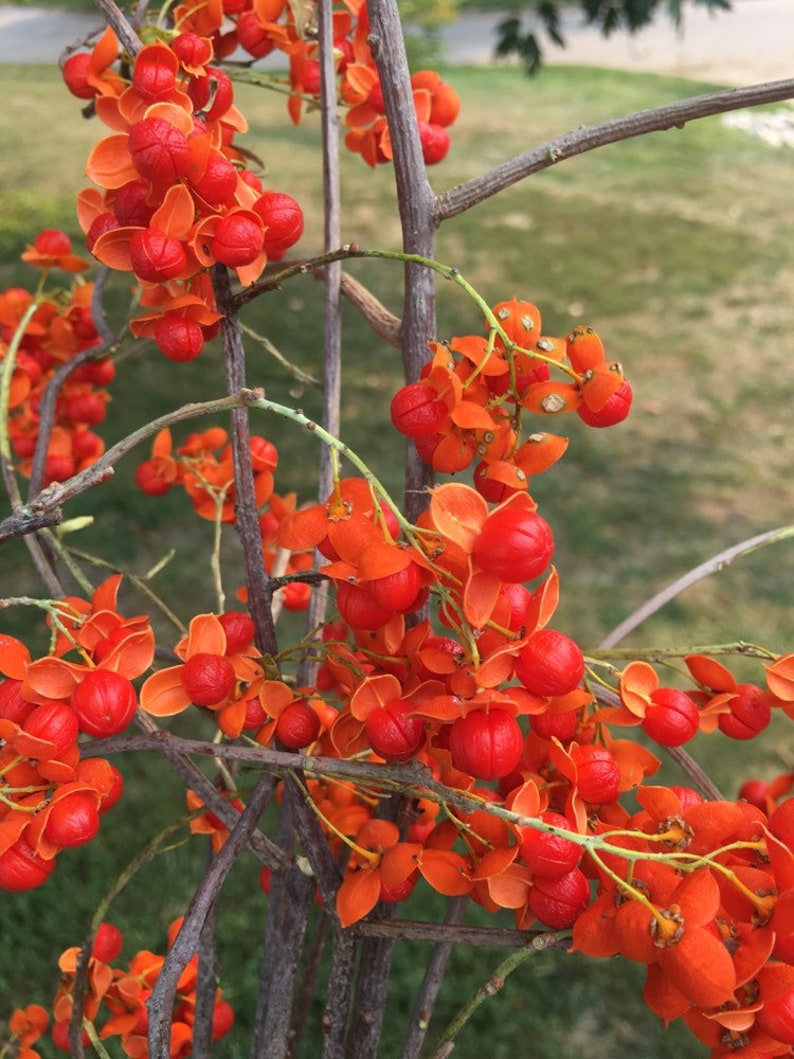 American Bittersweet vine stems. All natural fresh cut stems Etsy