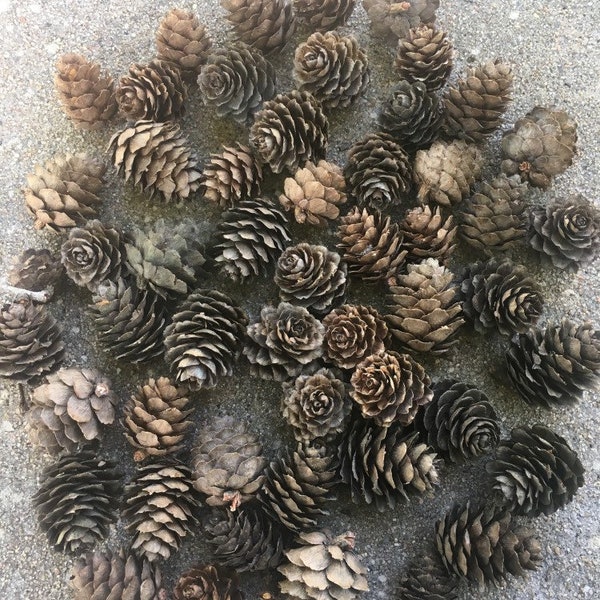 50 small larch pine cones for crafting or decorating. Natural pine cones. 1/2” to 1 1/2” pine cones.