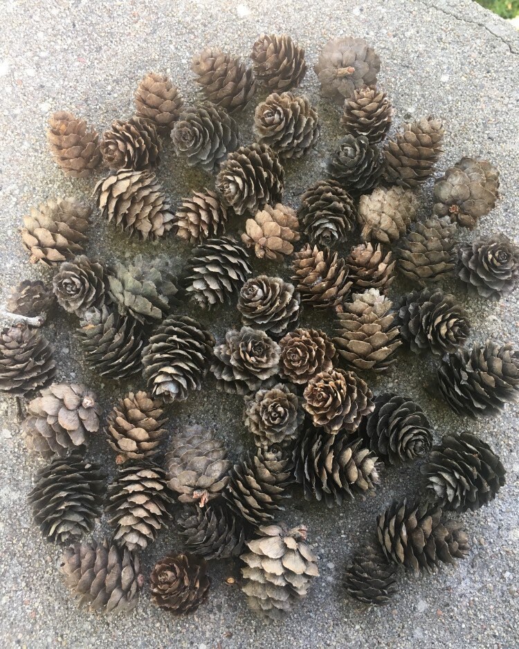 3- 1.5 Triple Pinecone on 6 wired pick- Case of 100