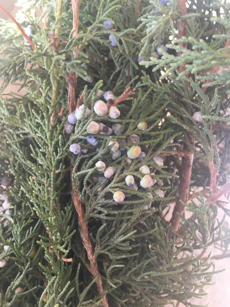 Twelve Fresh Cut Juniper Branches With Blue Berries. Natural Etsy
