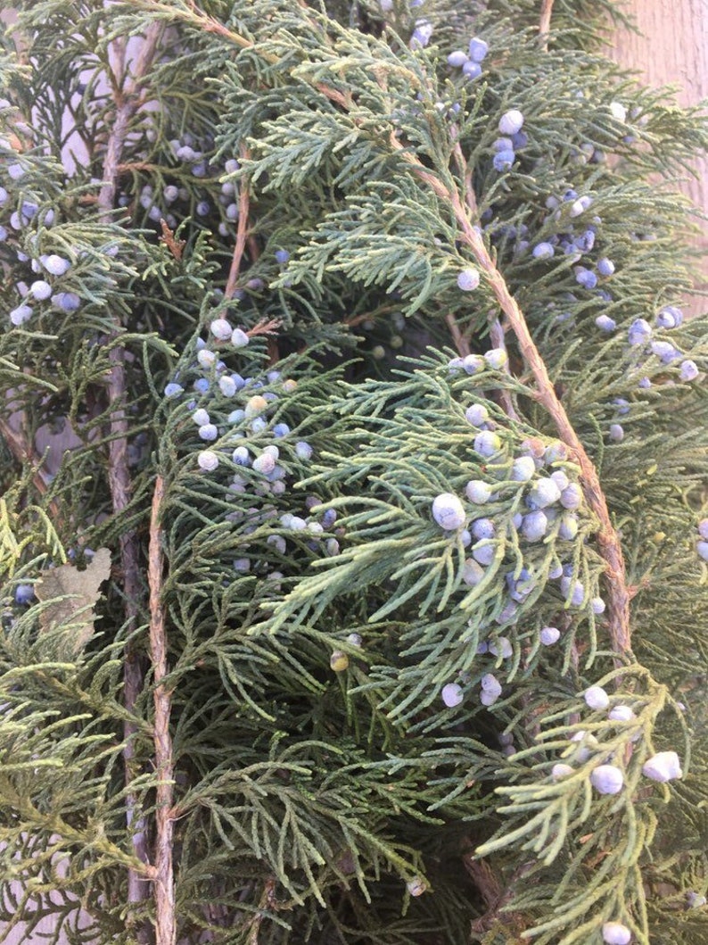 Twelve Fresh Cut Juniper Branches With Blue Berries. Natural Etsy