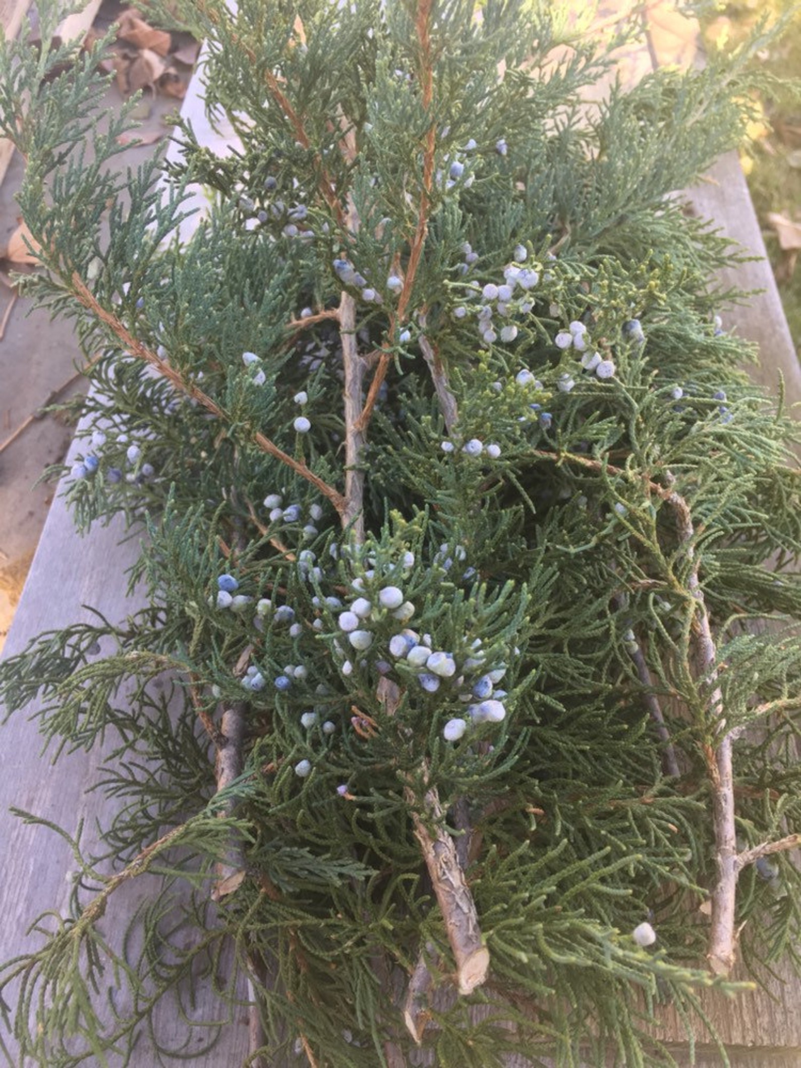 Twelve Fresh Cut Juniper Branches With Blue Berries. Natural Etsy