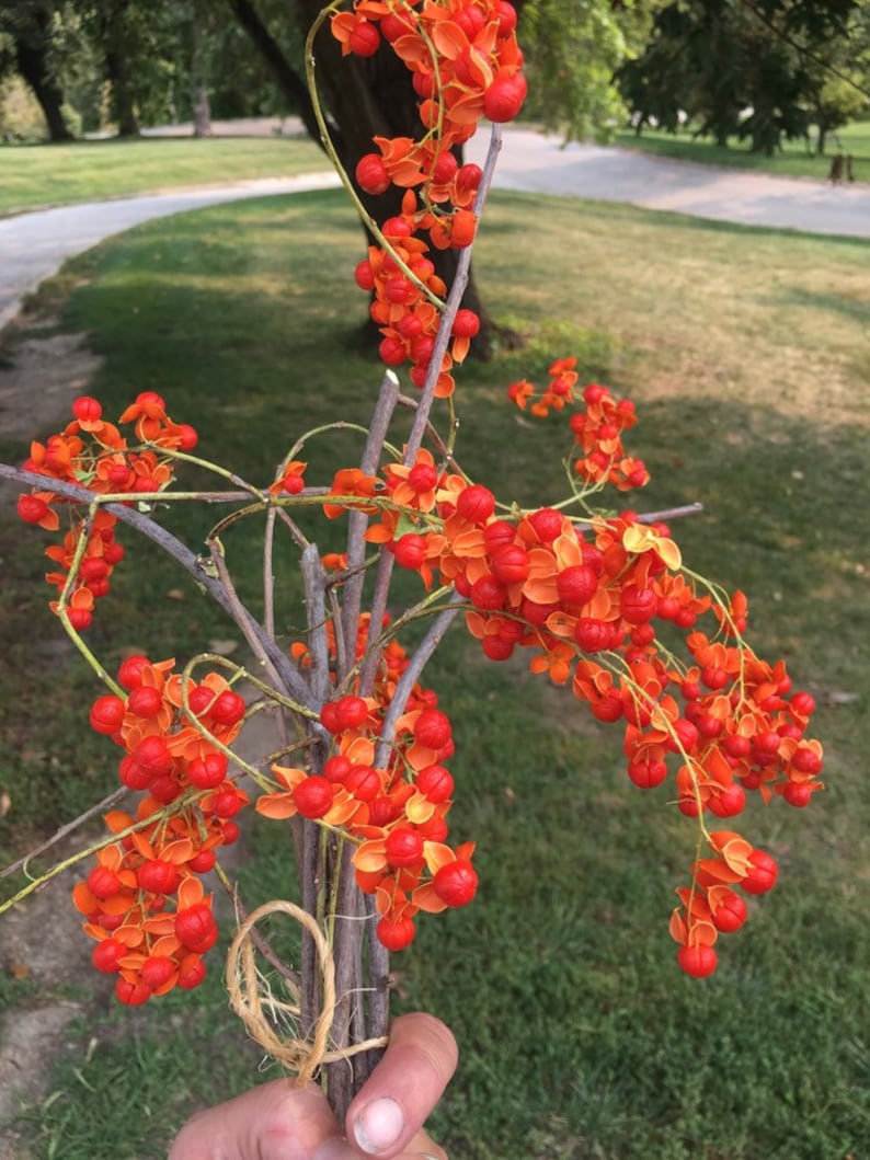 American Bittersweet Vine Stems. All Natural Fresh Cut Stems Etsy