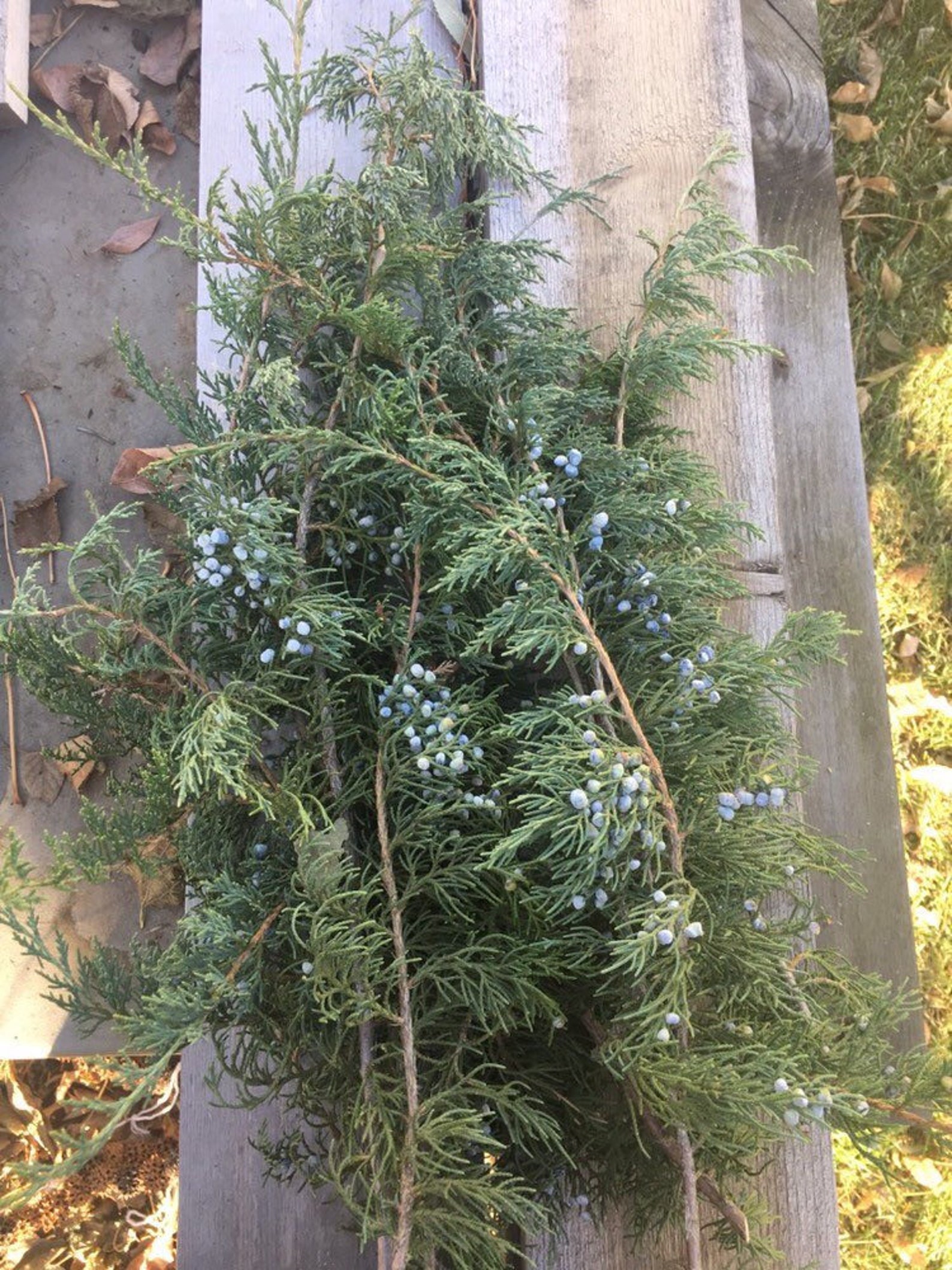 Twelve Fresh Cut Juniper Branches With Blue Berries. Natural Etsy