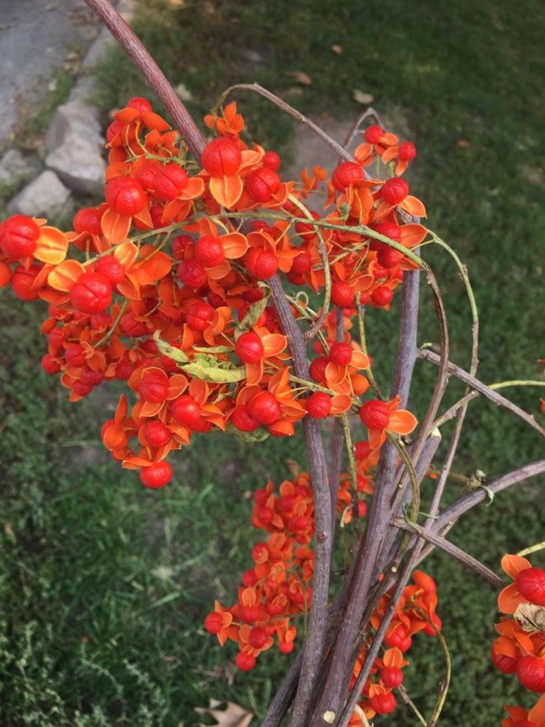 American Bittersweet vine stems. All natural fresh cut stems Etsy