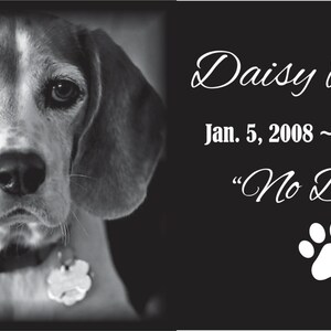 May include: Black and white photo of a Beagle dog with the text "Daisy Dallas Jan. 5, 2008~ May 24, 2016  “No Daisy”"