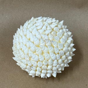 May include: A spherical, off-white decorative object composed of numerous small, spiraled seashells. The shells are arranged in a dense, textured pattern, creating a spiky, rounded form. The object is set against a neutral brown background.
