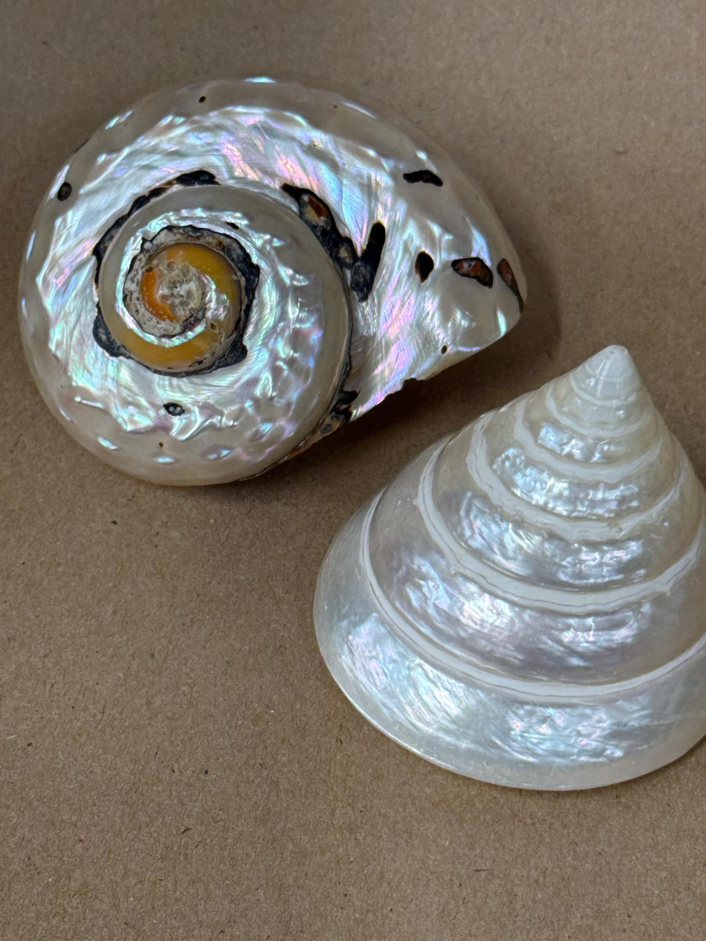 Smarticus Set of 2 Polished Shells/trochus Shell/african Smarticus Turban Shell ...