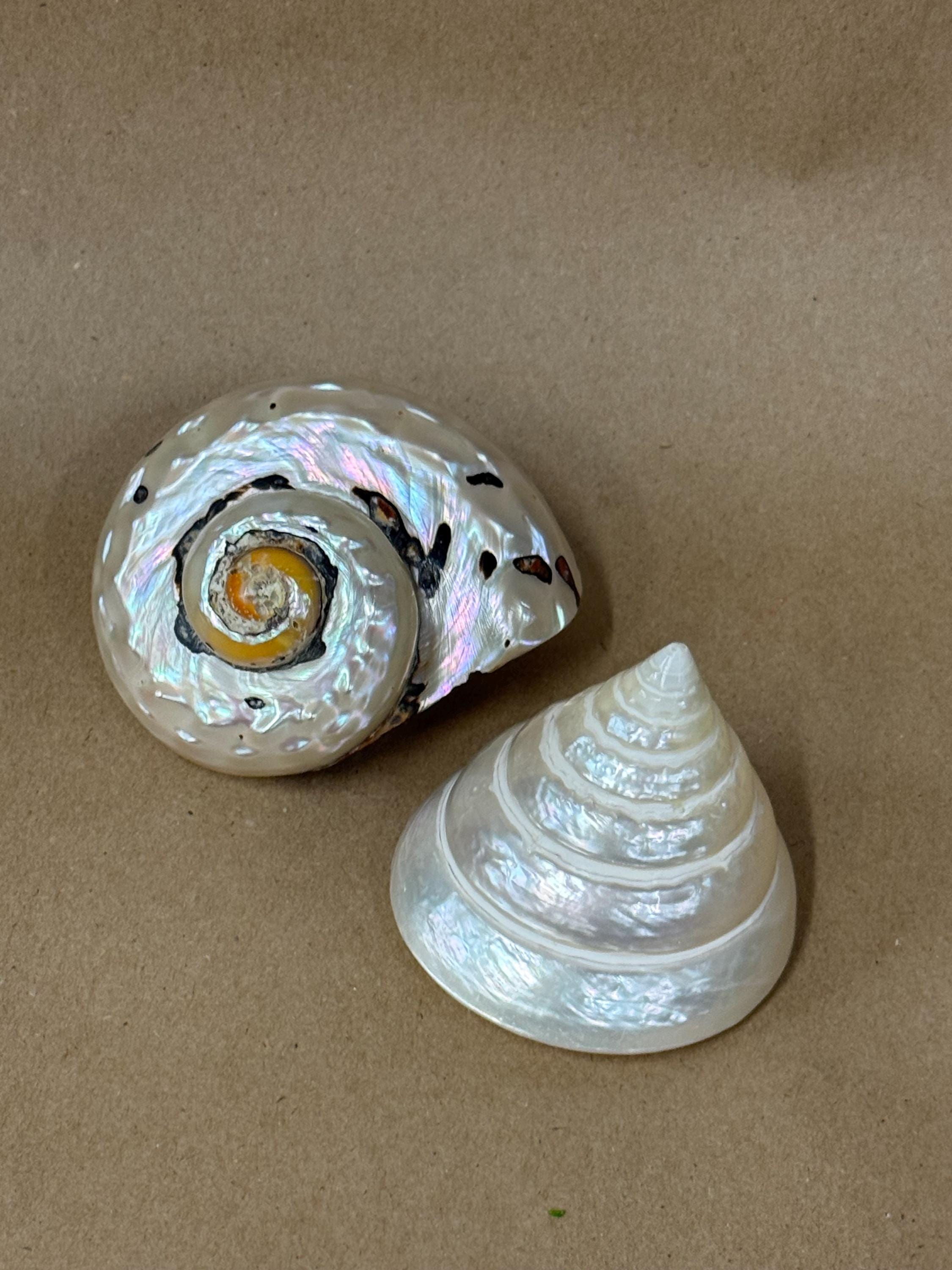 Smarticus Set of 2 Polished Shells/trochus Shell/african Smarticus Turban Shell ...