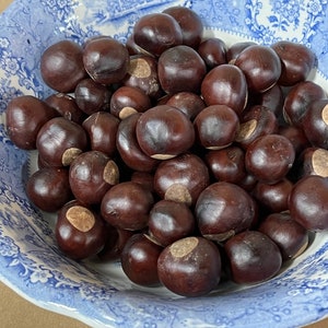 natural real buckeyes for bowl filler/floral supplies/fall decoration/100 pieces/dried berries/potpourri filler/Ohio State/lucky buckeyes
