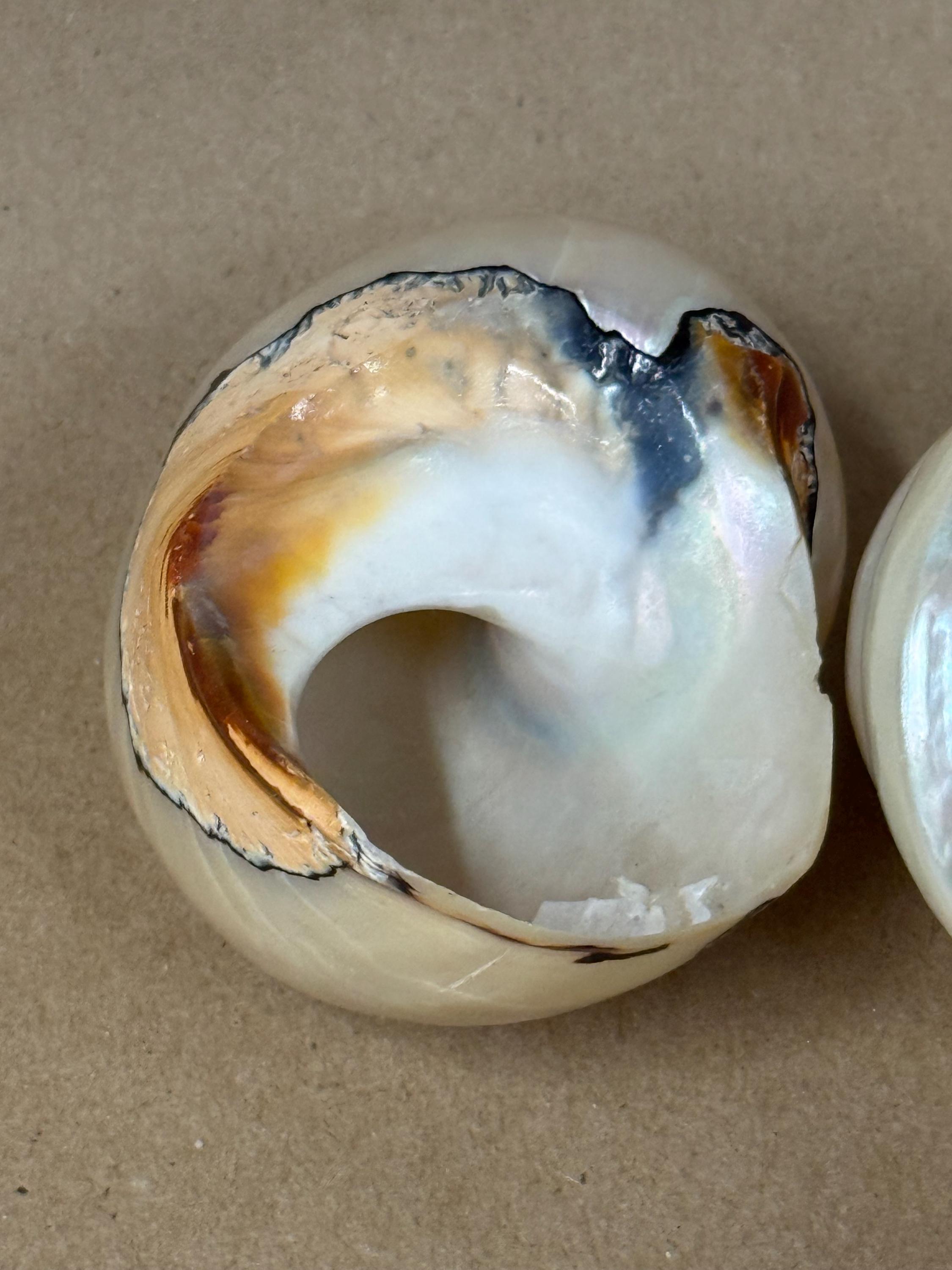Smarticus Set of 2 Polished Shells/trochus Shell/african Smarticus Turban Shell ...