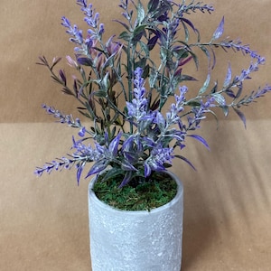 May include: A small, potted lavender plant with purple flowers and green leaves. The plant sits in a textured, gray concrete-style pot filled with green moss. The plant is a decorative item.