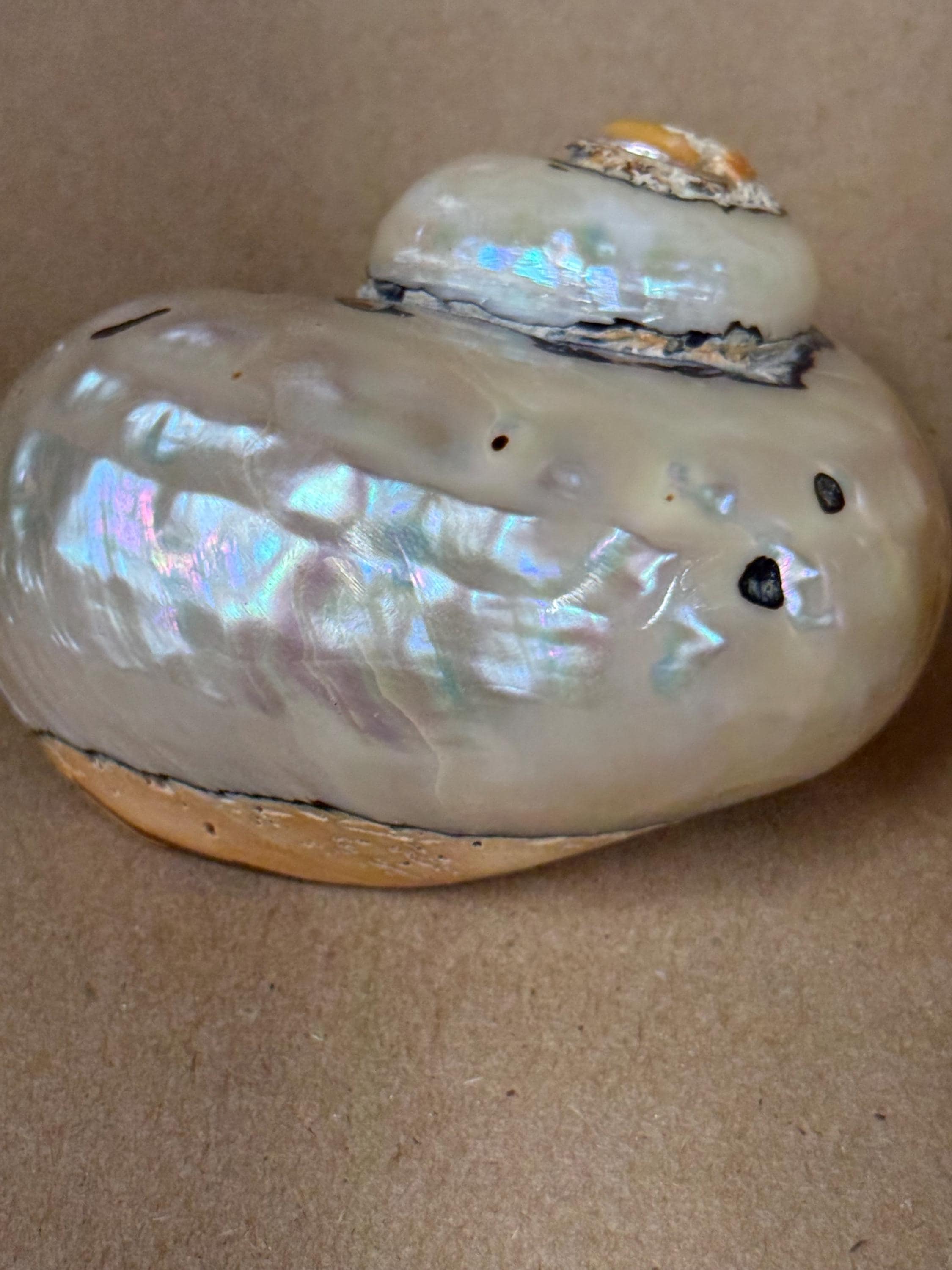 Smarticus Set of 2 Polished Shells/trochus Shell/african Smarticus Turban Shell ...