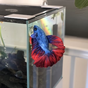 Betta Plush approximately 8 inch image 4