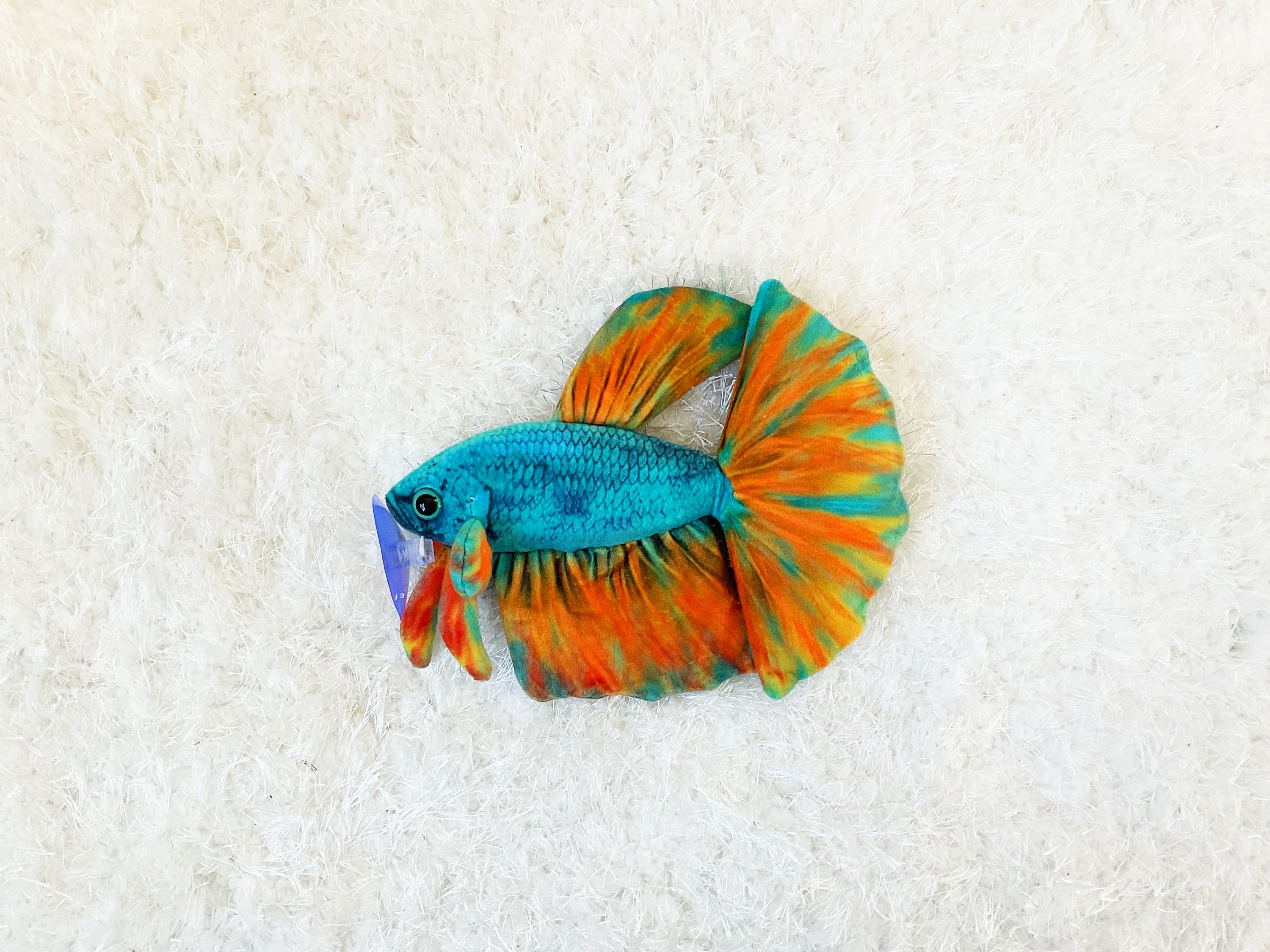 Opal betta hotsell fish for sale