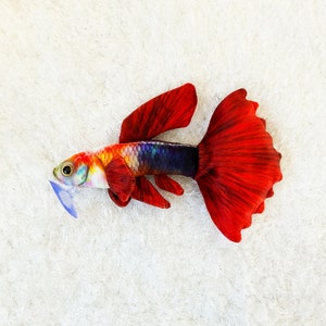 Inferno (Red Fire) Guppy Fish Plush by GreenPleco