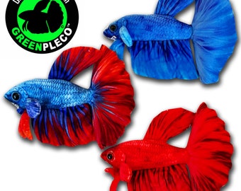 Hot & Cold Betta Trio Collection Set ( approximately 8 inch )