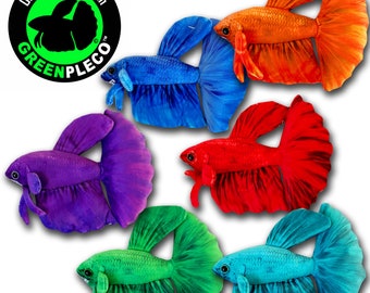 Solid Color Betta Collection Set ( approximately 8 inch )