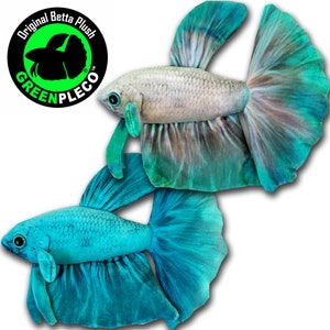 Cyan Betta Duo Plushie Collection Set By GreenPleco