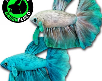 Cyan Betta Duo Collection Set ( approximately 8 inch )