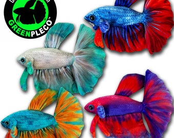 Multicolored Betta Collection Set ( approximately 8 inch )