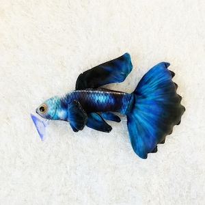 Electric Guppy Fish Plushie by GreenPleco