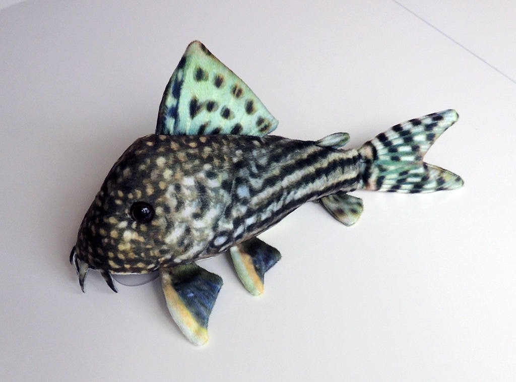 Toy Catfish -  Australia