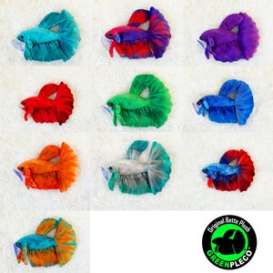 Betta Collection Set of 10