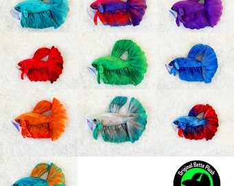 10 Betta Fish  Plushies By GreenPleco