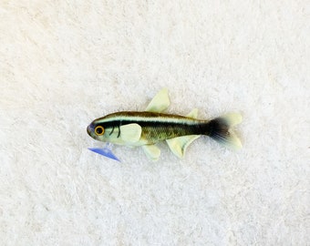 Black Neon Tetra Fish Plush Approximately 8 inches